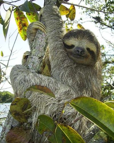 pygmy-sloth-62869_640